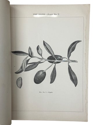 The Olive in California. Varieties, Budding, Grafting, New Methods, and General Observations