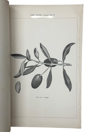The Olive in California. Varieties, Budding, Grafting, New Methods, and General Observations
