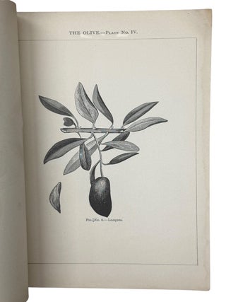 The Olive in California. Varieties, Budding, Grafting, New Methods, and General Observations