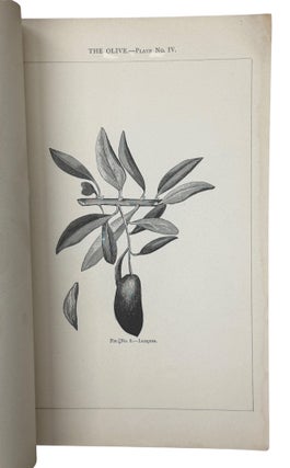 The Olive in California. Varieties, Budding, Grafting, New Methods, and General Observations
