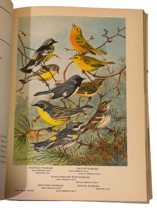 Birds in the Garden and How to Attract Them