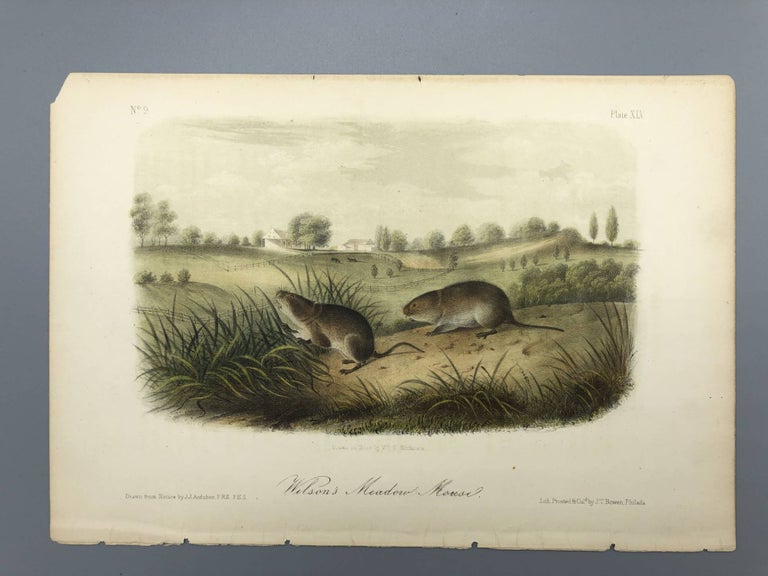 Item #3459 Wilson's Meadow Mouse [Original Audubon Plate]