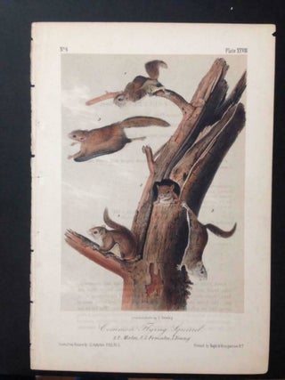 Item #4607 Common Flying Squirrel, Plate XXVIII (28) from Audobon's "The Viviparous Quadrupeds"...