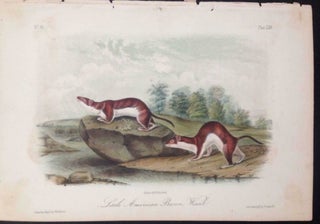 Item #4608 Little American Brown Weasel, Plate LXIV (64) from Audobon's "The Viviparous...